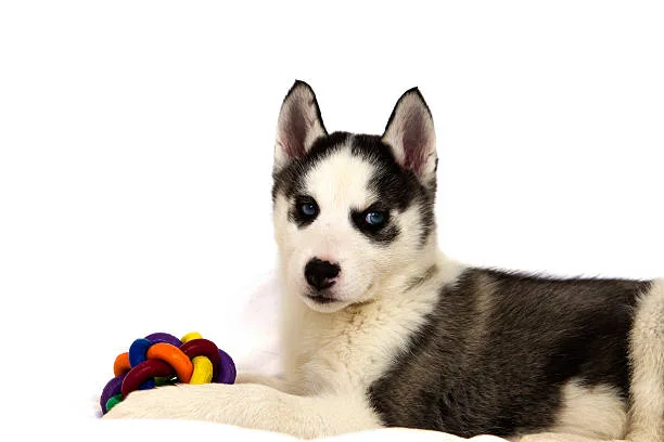 Can a husky eat eggs The Role of Eggs in a Husky's Weight Management