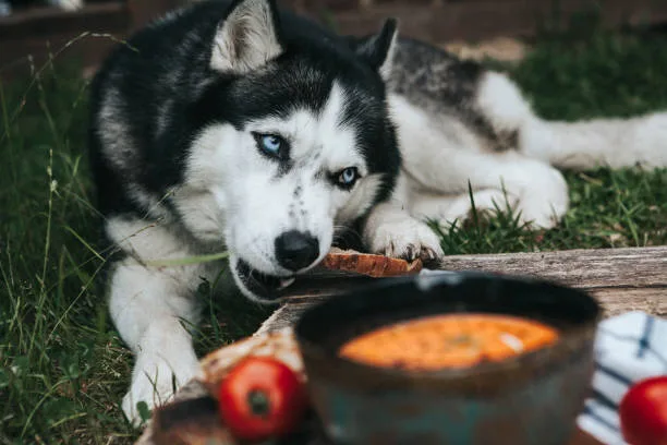 Can a husky eat eggs Understanding Possible Allergic Reactions to Eggs