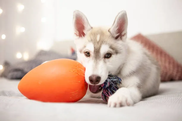 Can a husky eat eggs Professional Insights: What Veterinarians Say About Huskies and Eggs