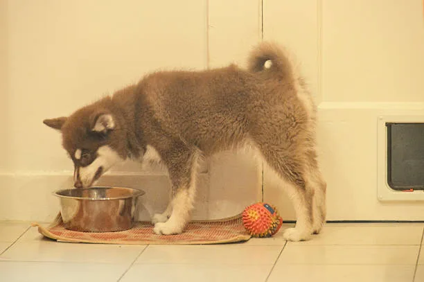 Can a husky eat eggs Evaluating Eggshells as a Dietary Supplement for Huskies