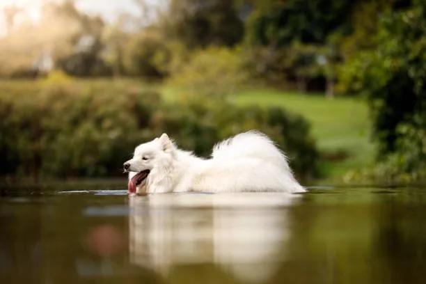 Can huskies swim The Importance of Introducing Your Husky to Water