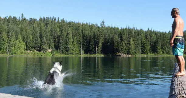 Can huskies swim Ensuring Siberian Husky Water Safety