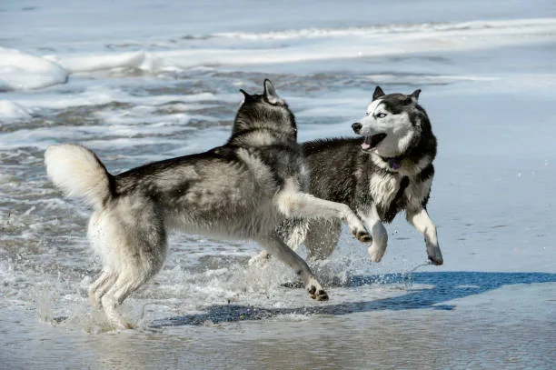 Can huskies swim Monitoring Your Husky's Health and Stamina