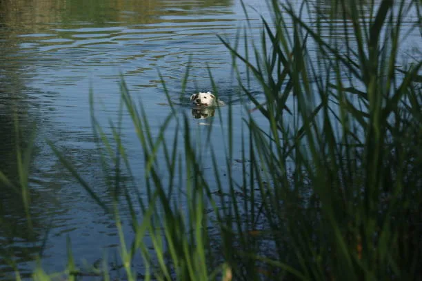 Can huskies swim Understanding Your Husky's Swimming Limits