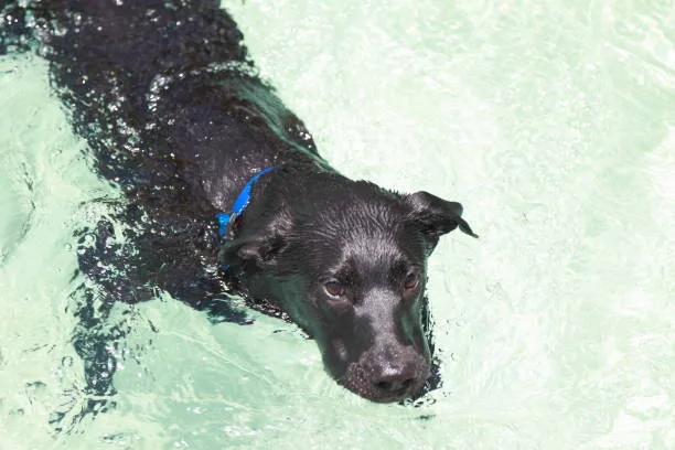 Can huskies swim Safety Measures During Swimming