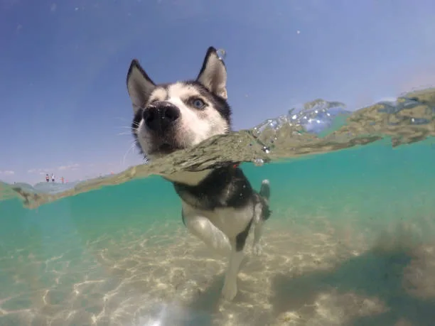 Can huskies swim Preparation Before the First Swim