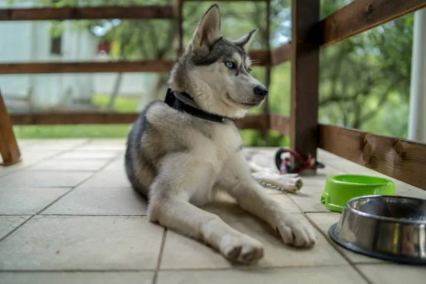 Can i feed my husky raw meat Dealing with Picky Eaters
