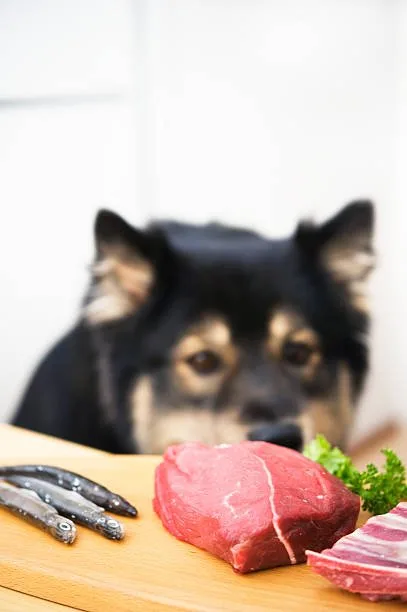 Can i feed my husky raw meat Safe Handling of Raw Meat