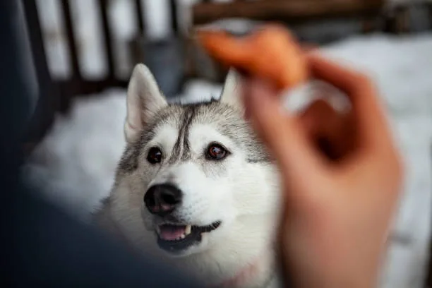 Can i feed my husky raw meat Monitoring Your Husky's Health on a Raw Diet