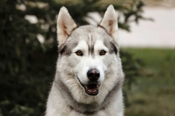 Cat that looks like husky dog When Cats Look Like Huskies: Misconceptions and Care