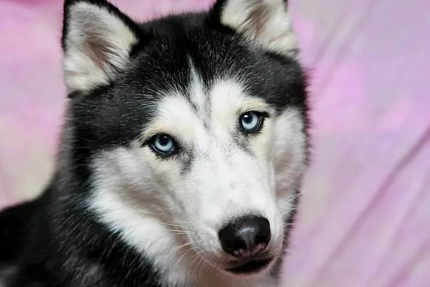 Cat that looks like husky dog Grooming Your Dog's Thick Double Coat