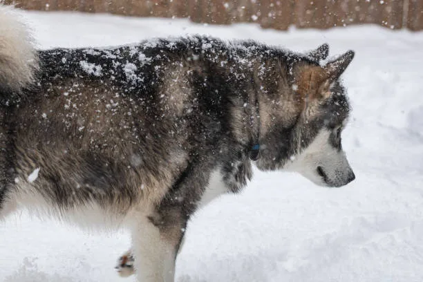How big do huskies get weight Health Conditions Related to Weight in Huskies