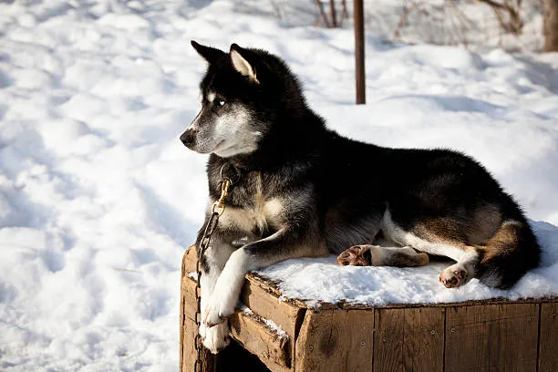 How cold can huskies survive The Importance of Acclimatization