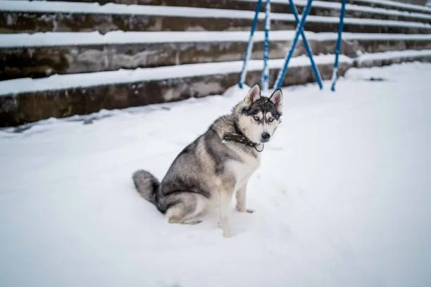 How cold can huskies survive Comprehensive Winter Health Management for Huskies