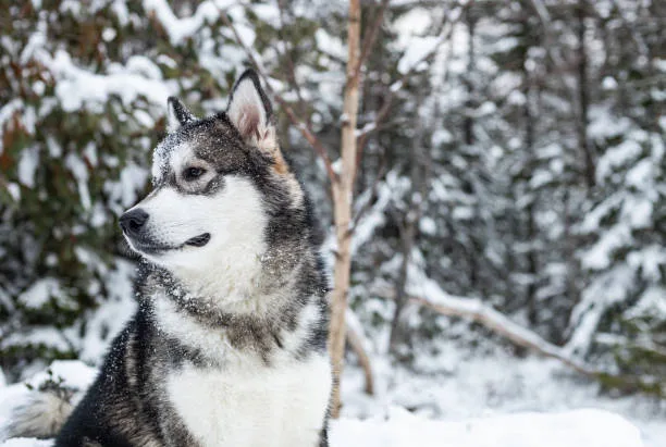 How cold can huskies survive Ensuring Husky Comfort and Safety Indoors