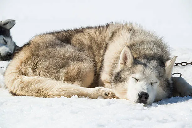How cold can huskies survive Dietary Considerations in Cold Weather