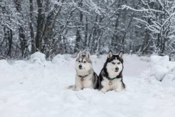 How cold can huskies survive Optimizing Husky Coat Care During Winter
