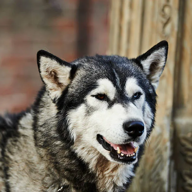 How cold can huskies survive Recognizing Signs of Cold Stress in Huskies