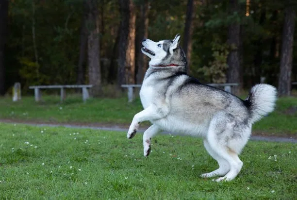 How long can a husky run Recognizing Overexertion in Your Husky