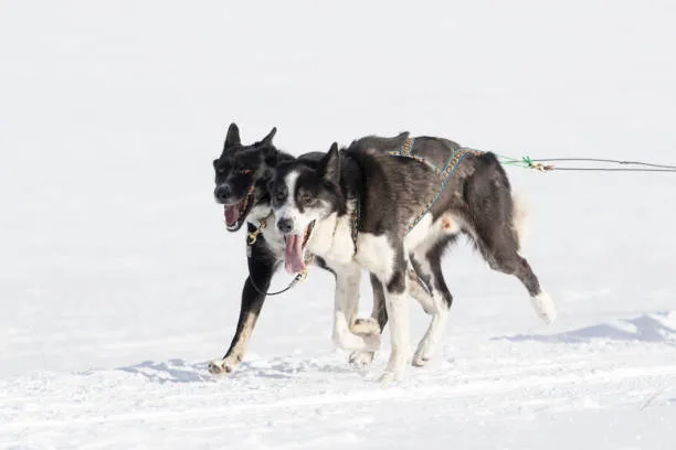 How long can a husky run Nutrition and Hydration for Running Huskies