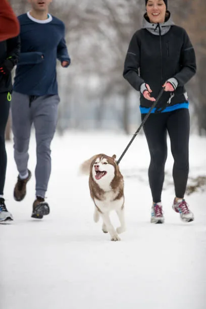 How long can a husky run Seasonal Considerations for Husky Exercise