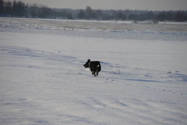 How long can a husky run Siberian Husky Exercise Demands