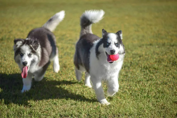 How long can a husky run Health and Fitness Maintenance in Huskies
