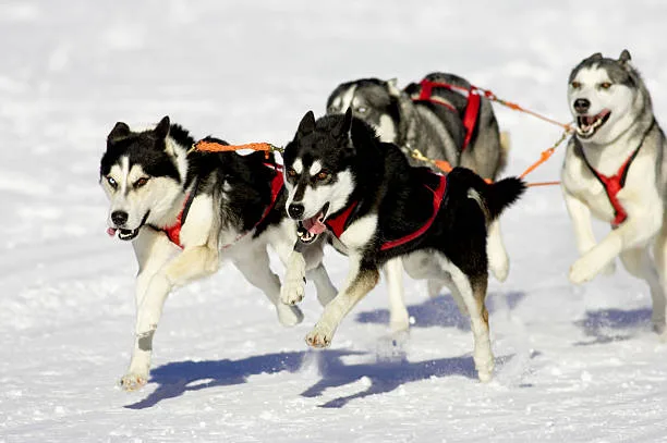 How long can a husky run Maximizing the Benefits of Exercise for Huskies