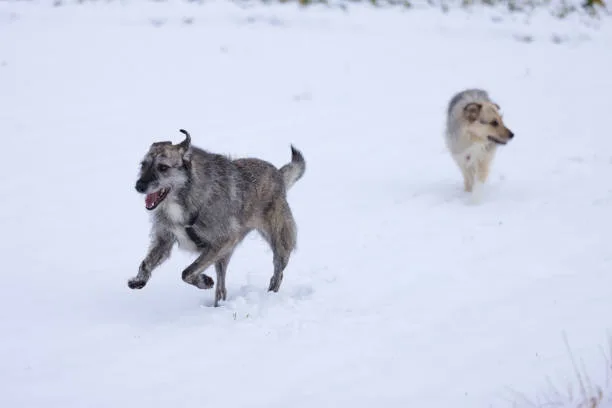 How long can a husky run Common Health Concerns for Active Huskies