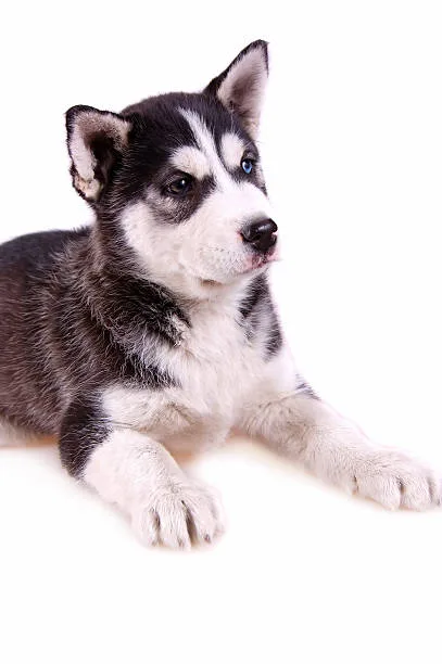 How long do husky live The Effect of Spaying/Neutering