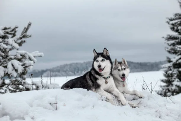 How long do husky live Fostering Husky Joint Health and Mobility