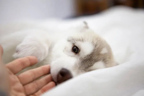 How long do husky puppies sleep Optimizing Puppy Development with Adequate Sleep