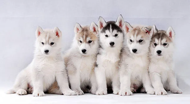 How long do husky puppies sleep Conclusion: Ensuring Restful Nights for Your Husky