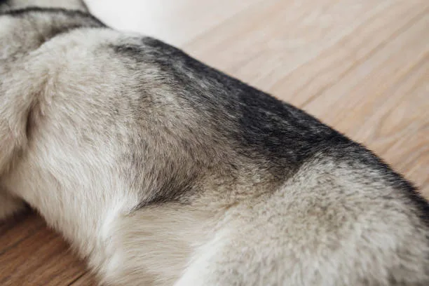 How long do husky puppies sleep Monitoring and Adjusting Sleep Schedules