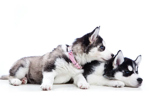 How long does huskies live Husky Grooming and Dental Care