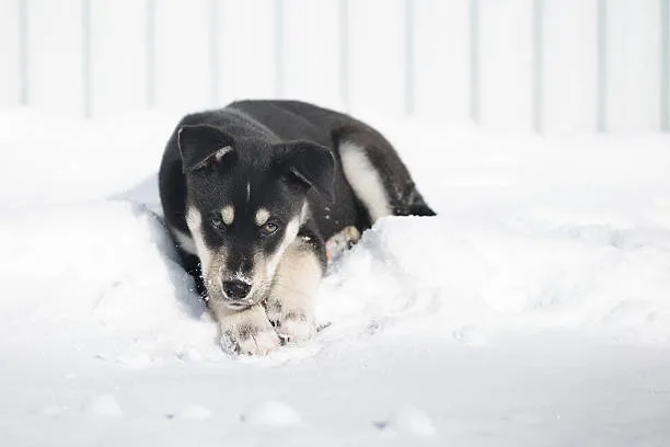 How long does huskies live Mental Health and Its Effects on Huskies' Lifespan