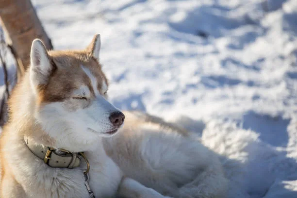 How long does huskies live Exercise and Activity Levels for Huskies