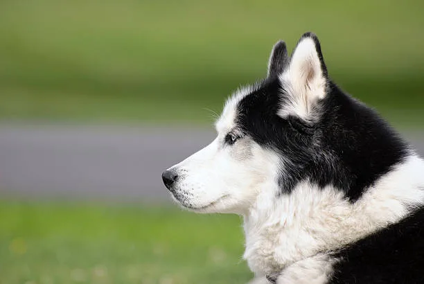 How long does huskies live Senior Husky Care and Recognizing Signs of Aging