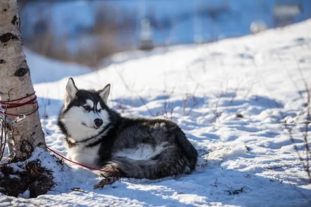 How long does huskies live Regular Veterinary Care for Longevity