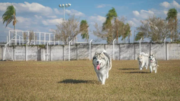 How many miles can a husky run Conclusion: Maximizing Your Husky’s Running Potential Responsibly