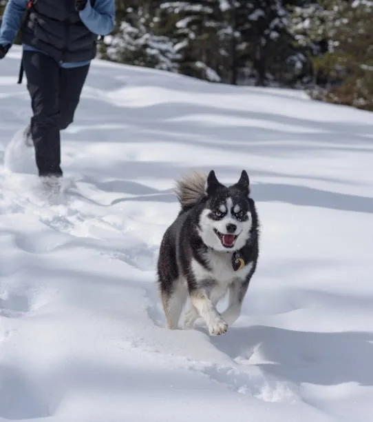 How many miles can a husky run Weather Considerations for Husky Runs