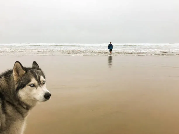 How many miles can a husky run Husky Health and Running: When to Consult a Vet