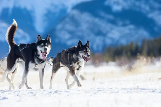 How many miles can a husky run Harnessing the Sled Dog Heritage for Husky Training