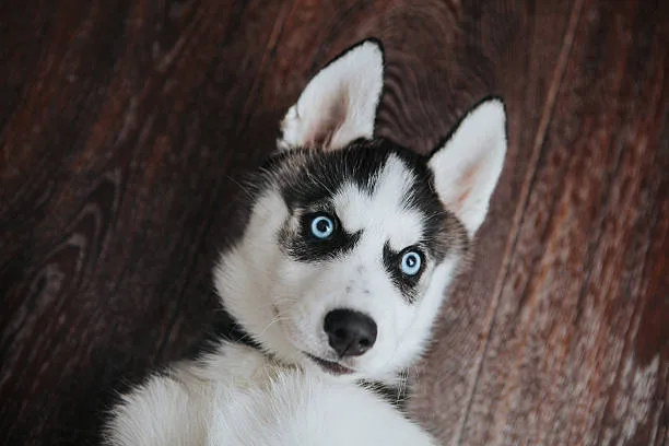 How many puppies do huskies usually have Best Practices in Responsible Husky Breeding