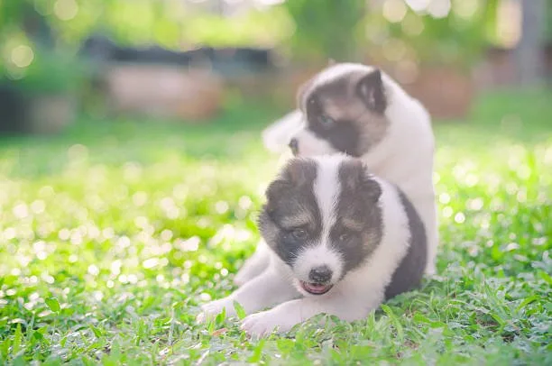 How many puppies do huskies usually have Socialization and Training Fundamentals for Husky Puppies