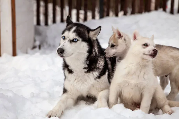 How many puppies do huskies usually have The Birthing Process and Potential Complications