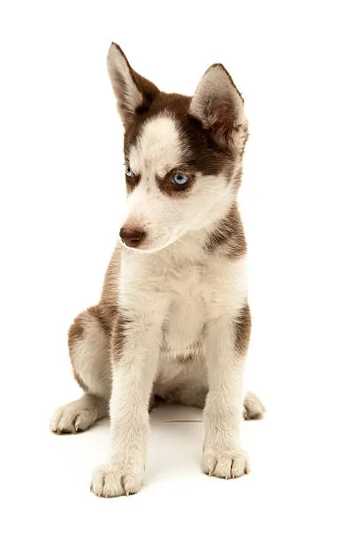 How many puppies do huskies usually have Socialization and Training for Husky Puppies