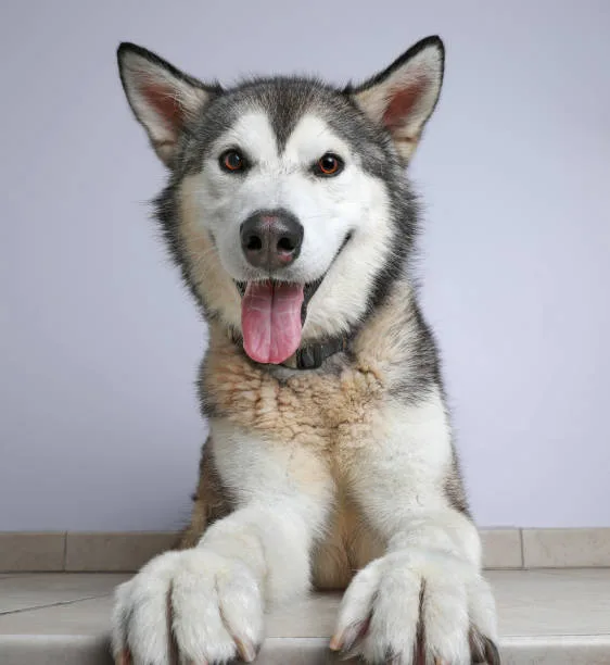 How much does it cost to buy a husky puppy Grooming Requirements