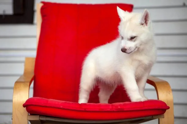 How much does it cost to buy a husky puppy Insurance for Your Husky