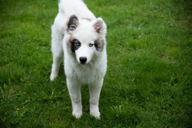 How much does it cost to buy a husky puppy Lifetime Cost of Owning a Husky